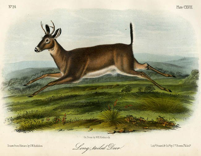 John James Audubon: Long-Tailed Deer, 1851 (1 of 1)