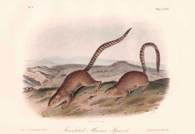 John James Audubon: Annulated Marmot Squirrel, 1851 (1 of 1)