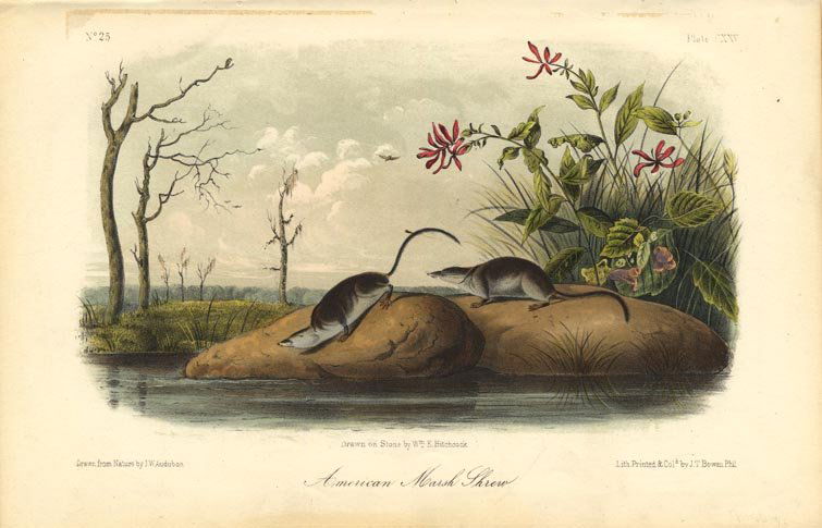 John James Audubon: American Marsh Shrew, 1851 (1 of 1)