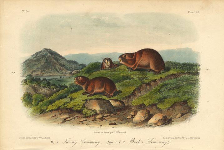 John James Audubon: Tawny Lemming, Black's Lemming 1851 (1 of 1)