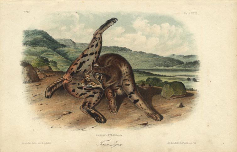John James Audubon: Texan Lynx, 1842 (1 of 1)