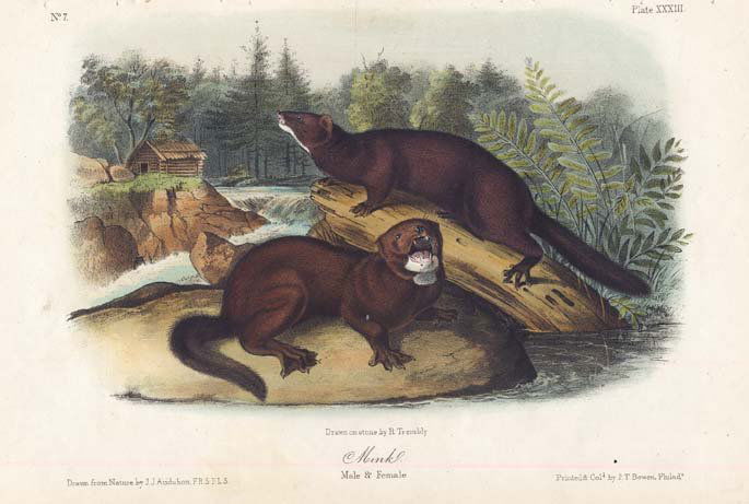 John James Audubon: Mink, 1851 (1 of 1)