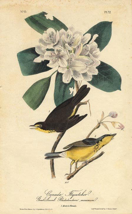 John James Audubon: Canada Flycatcher, 1840 (1 of 1)