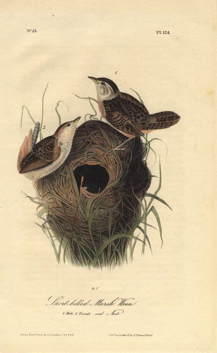 John James Audubon: Short Billed Marsh Wren, 1840 (1 of 1)