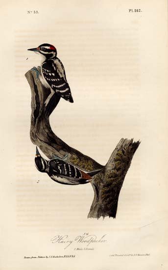 John James Audubon: Hairy Woodpecker, Male and Female: Print Title: Hairy Woodpecker, Male and Female. Pl. 262 Artist: John James Audubon Printer: J. T. Bowen, Philadelphia Medium: Handcolored lithograph Date: 1851 Size: 10 1/8 x 6 3/8 inches (256 x 162 m
