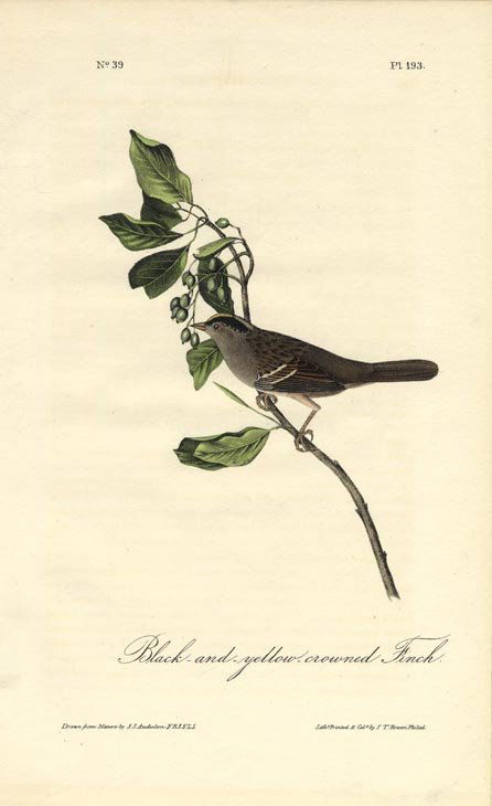 John James Audubon: Black & Yellow Crowned Finch, 1840 (1 of 1)