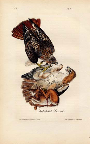 John James Audubon: Red Tailed Buzzard, 1840 (1 of 1)
