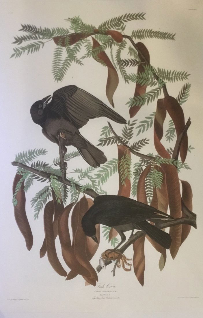 John James Audubon: Fish Crow, 1985 (1 of 1)
