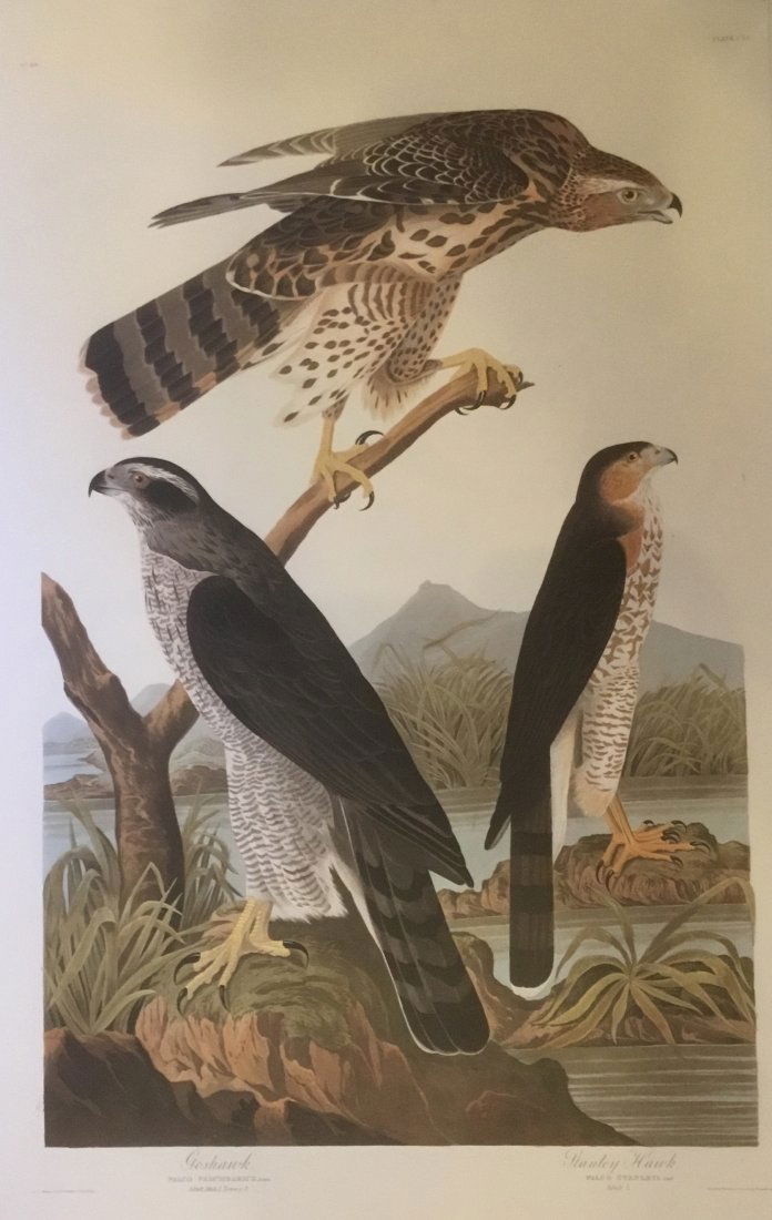 John James Audubon: Goshawk, Stanly Hawk, 185 (1 of 1)