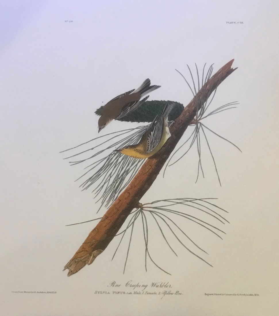 John James Audubon: Pine Creeping Warbler, 1985 (1 of 1)