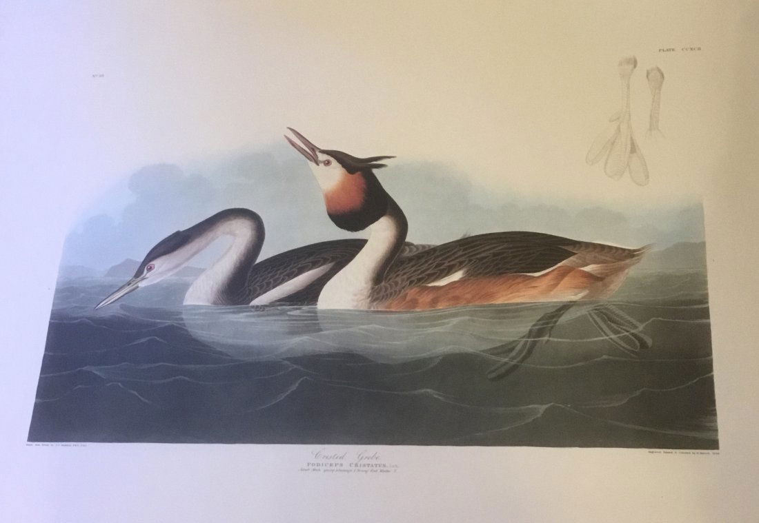 John James Audubon: Crested Grebe, 1985 (1 of 1)