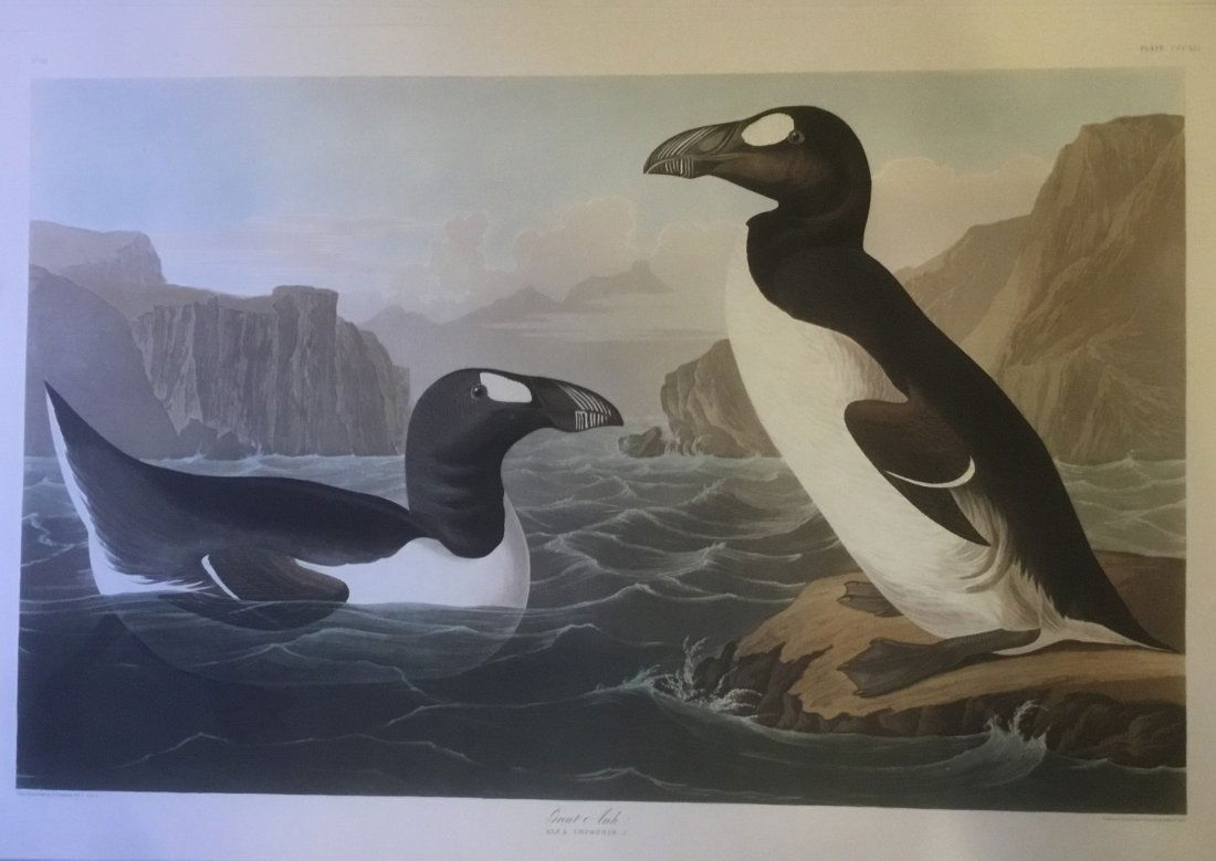 John James Audubon: Great Auk, 1985 (1 of 1)