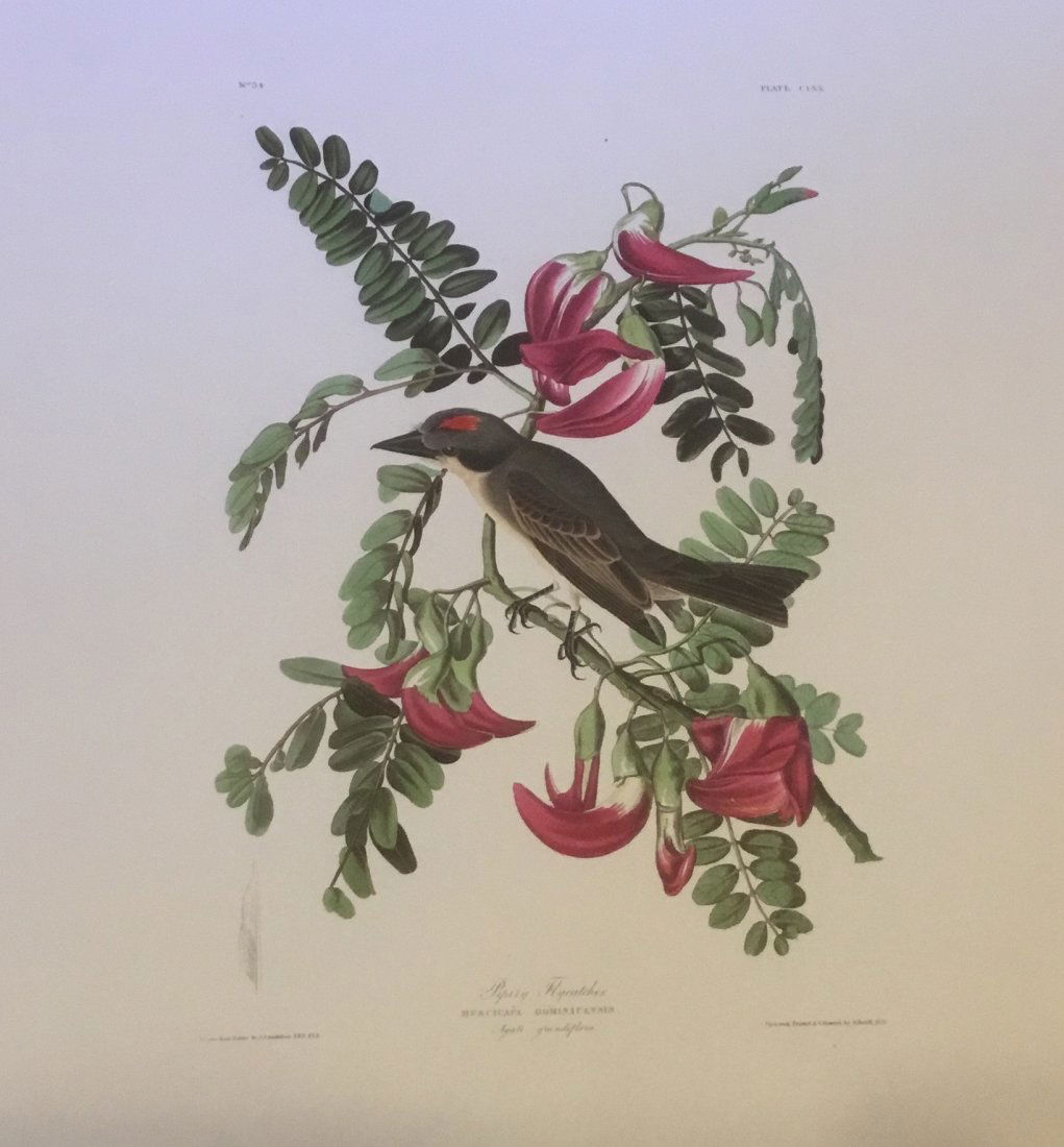 John James Audubon: Pipity Flycatcher, 1985 (1 of 1)