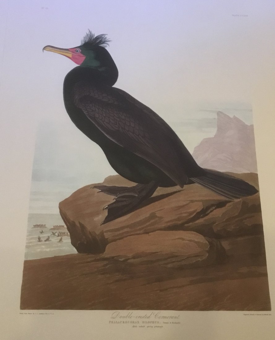 John James Audubon: Double Crested Cormorant, 1985 (1 of 1)