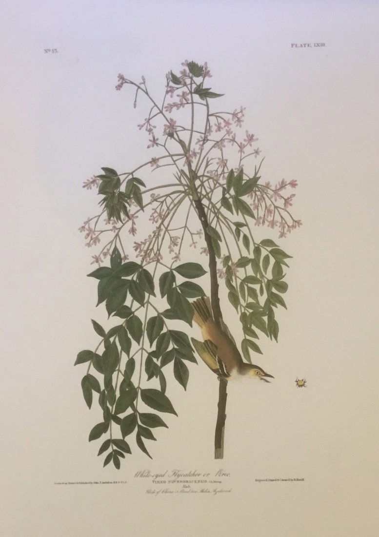 John James Audubon: White-eyed Flycatcher or Vireo, 195 (1 of 1)