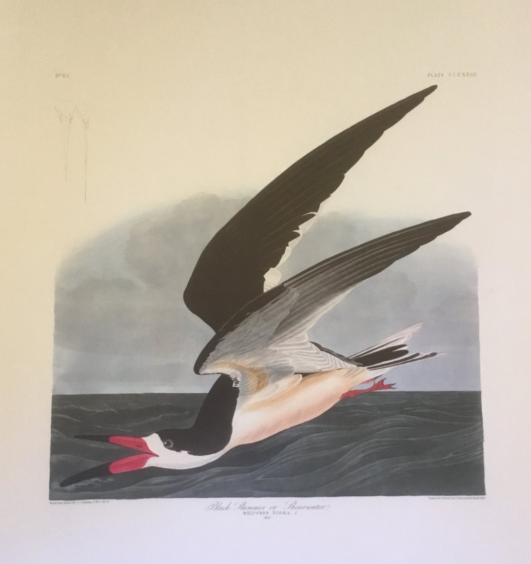 John James Audubon: Black Skimmer or Shearwater, 1985 (1 of 1)