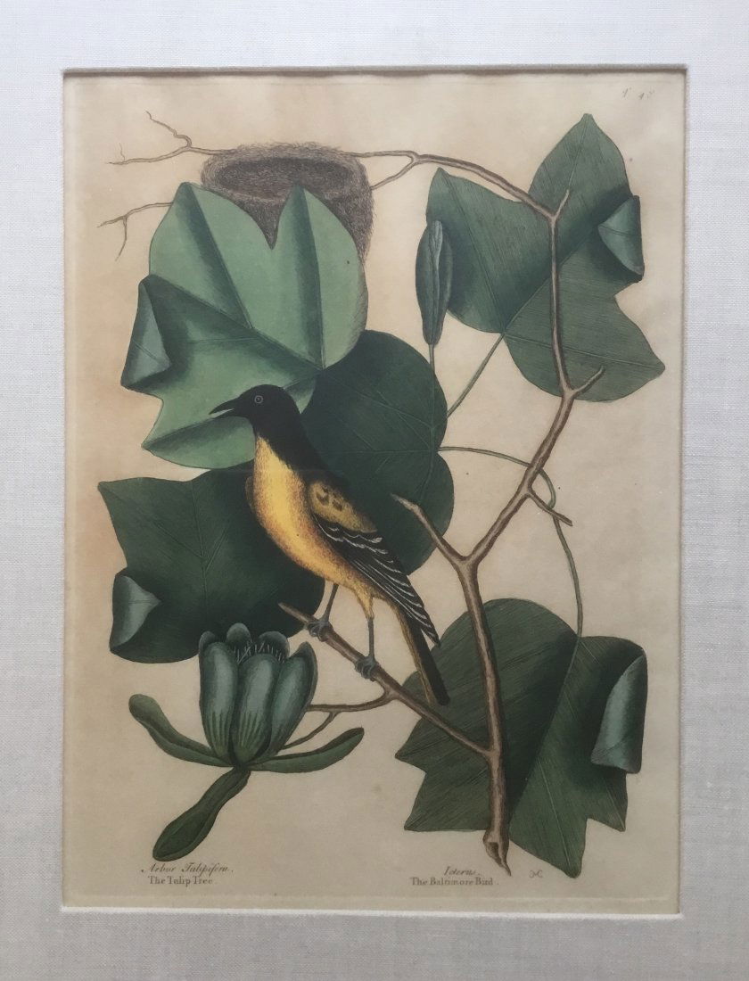 Mark Catesby: The Baltimore Bird, 1777 (1 of 1)
