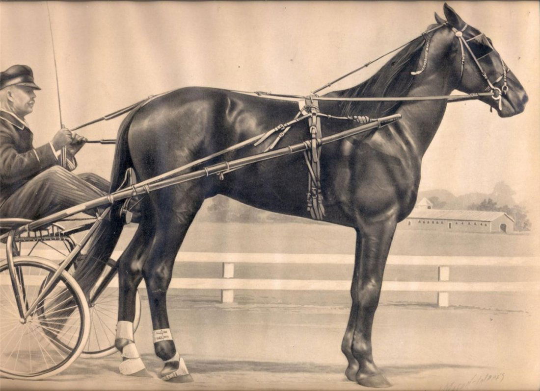 Champion Harness Race Horse Print, 1908 (1 of 1)