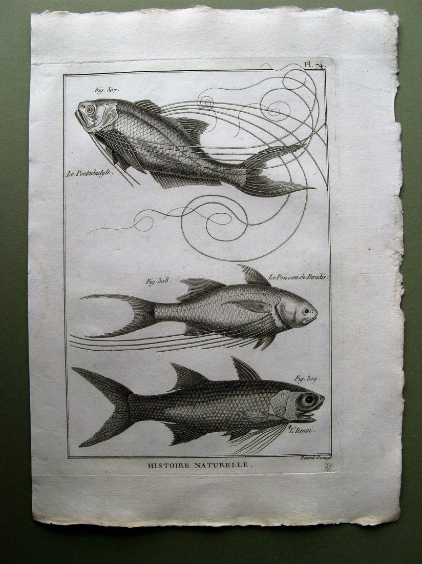 Benard: Le Pentadactyle. Plate 74, 1788 (1 of 1)