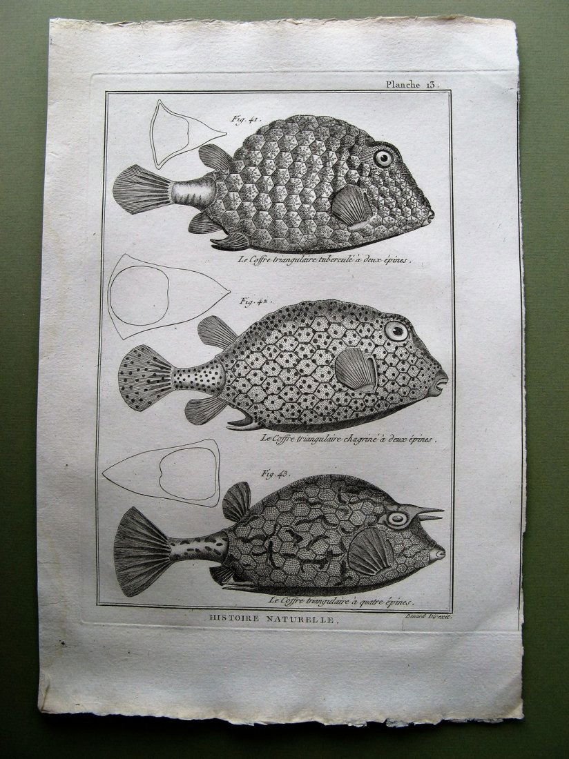 Benard: Le Coffree Triangulairev, 1788 (1 of 1)