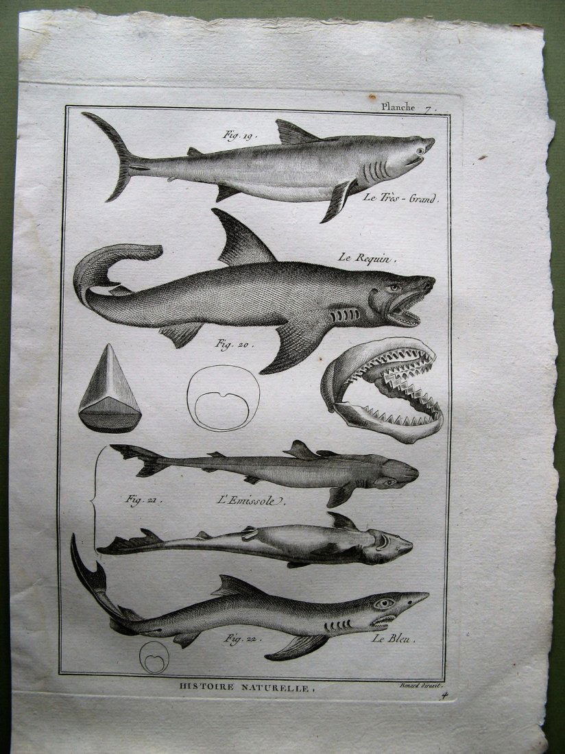 Benard: Le Tres Grand. Plate 7, 1788 (1 of 1)