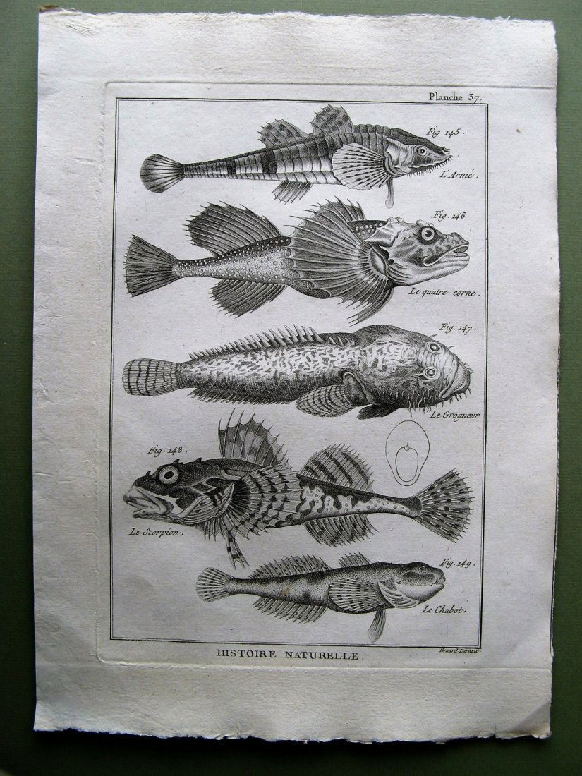 Benard: L'Arme. Plate 37, 1788 (1 of 1)