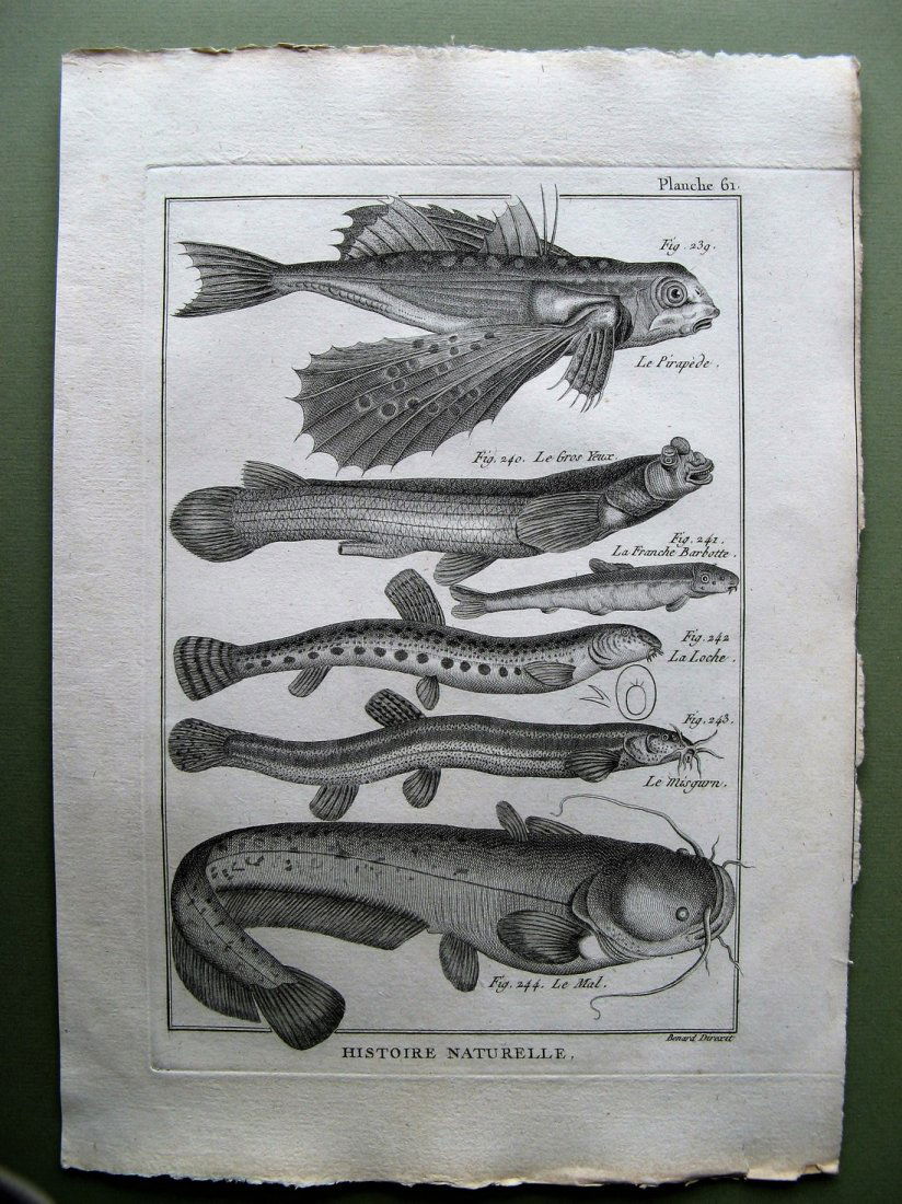 Benard: Le Pirapede. Plate 61, 1788 (1 of 1)