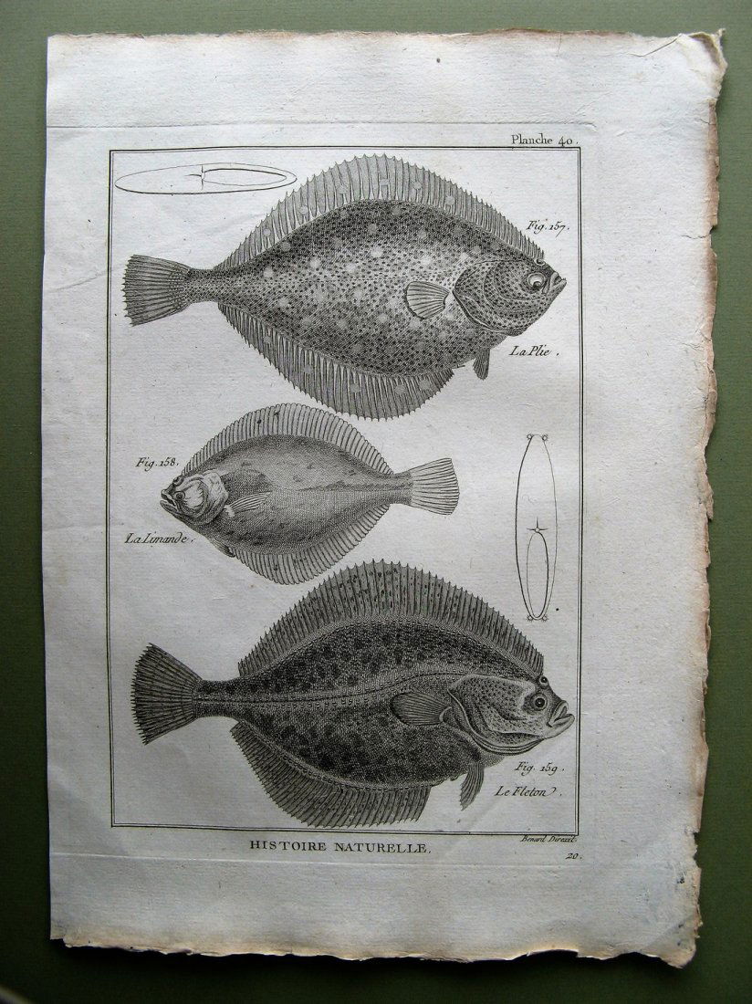 Benard: La Plie. Plate 40, 1788 (1 of 1)