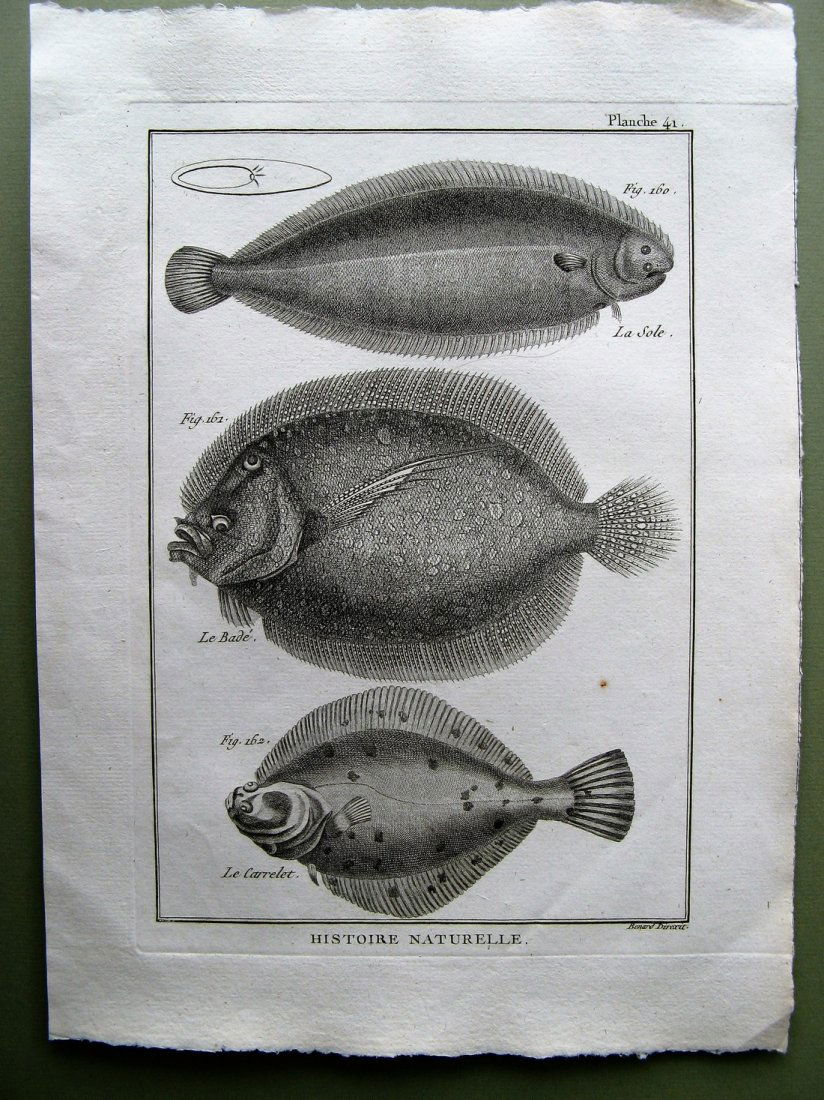 Benard: La Sole. Plate 41, 1788 (1 of 1)