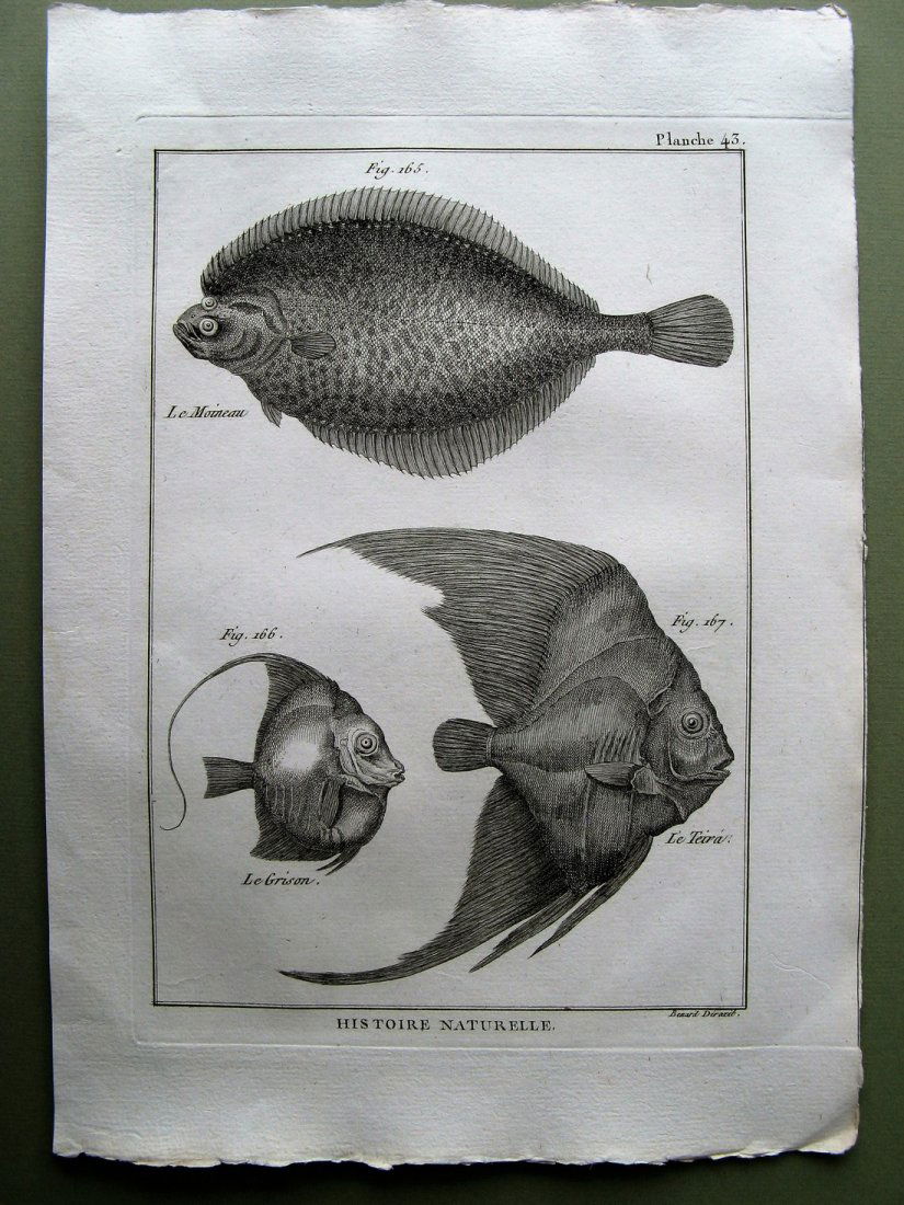 Benard: Le Moineau. Plate 43, 1788 (1 of 1)