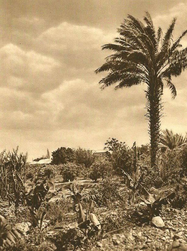 Karl Grober: Gardens of Jericho (1 of 1)