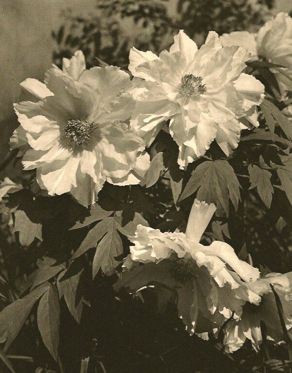 Josef Horak: Flowers (1 of 1)