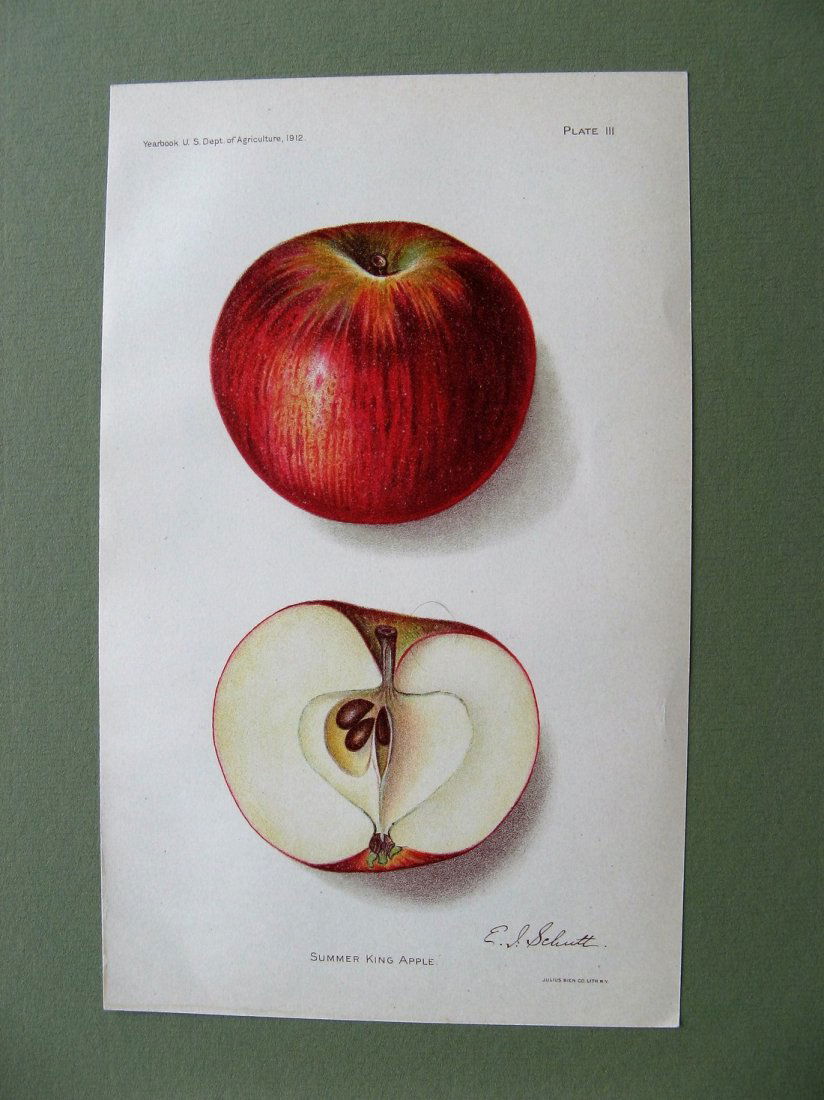 Summer King Apple 1912 (1 of 1)