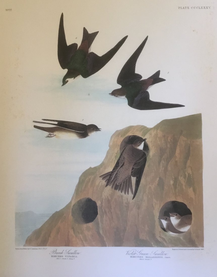 John James Audubon: Bank Swallow, Violet Green Swallow (1 of 1)