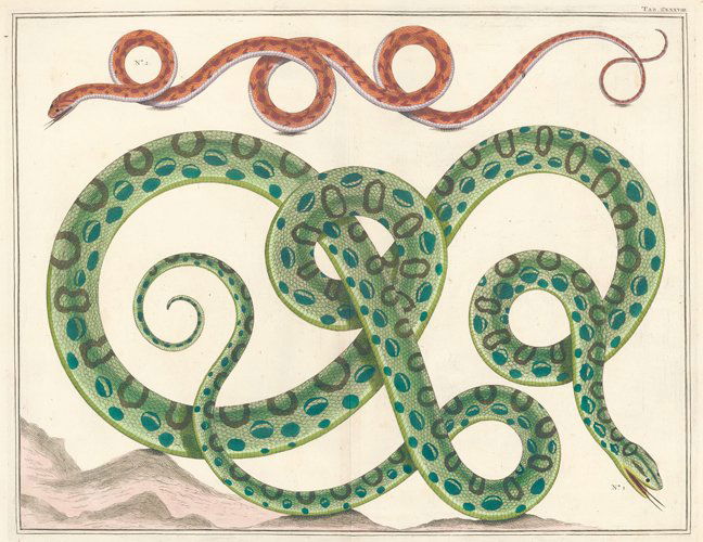 Albertus Seba: Egyptian Serpents (1 of 1)