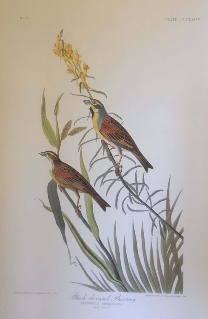 John James Audubon: Black-throated Bunting (1 of 1)