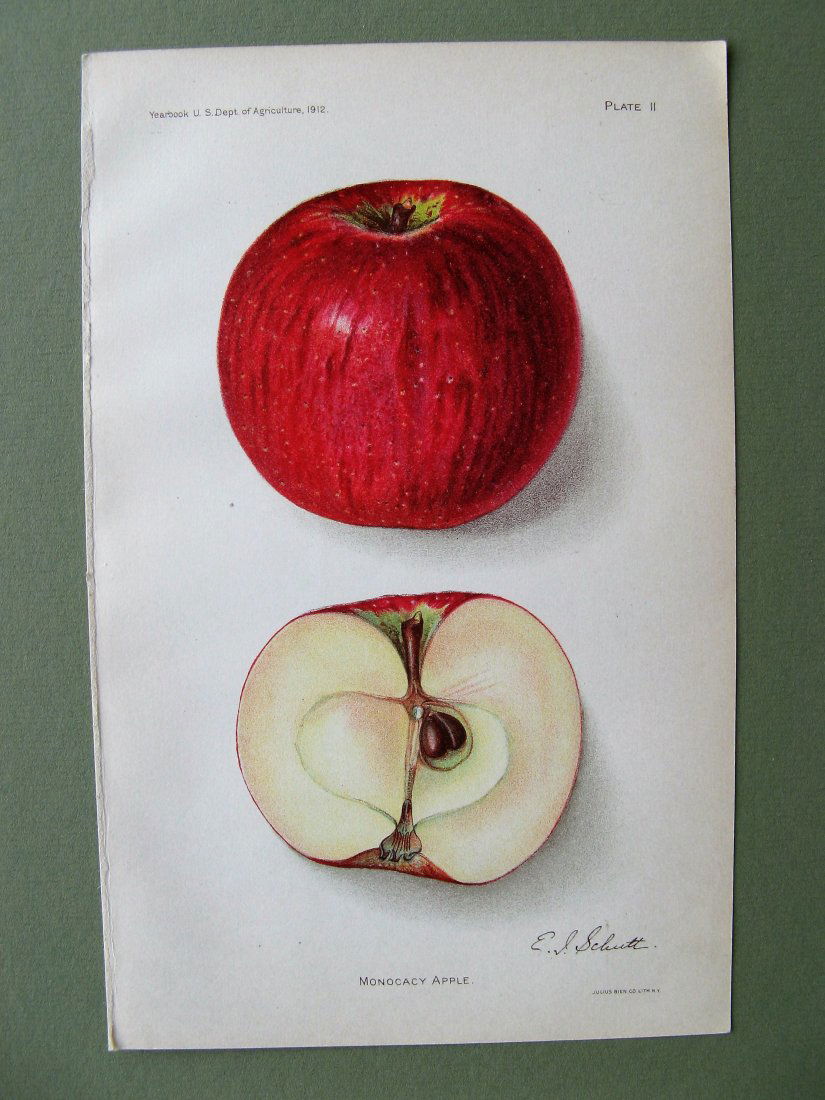 Monocacy Apple 1912 (1 of 1)