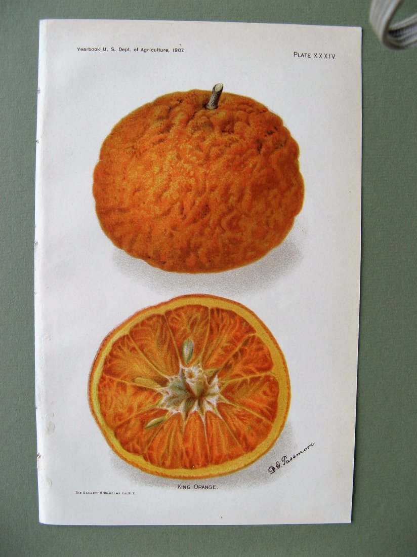 King Orange 1907 (1 of 1)