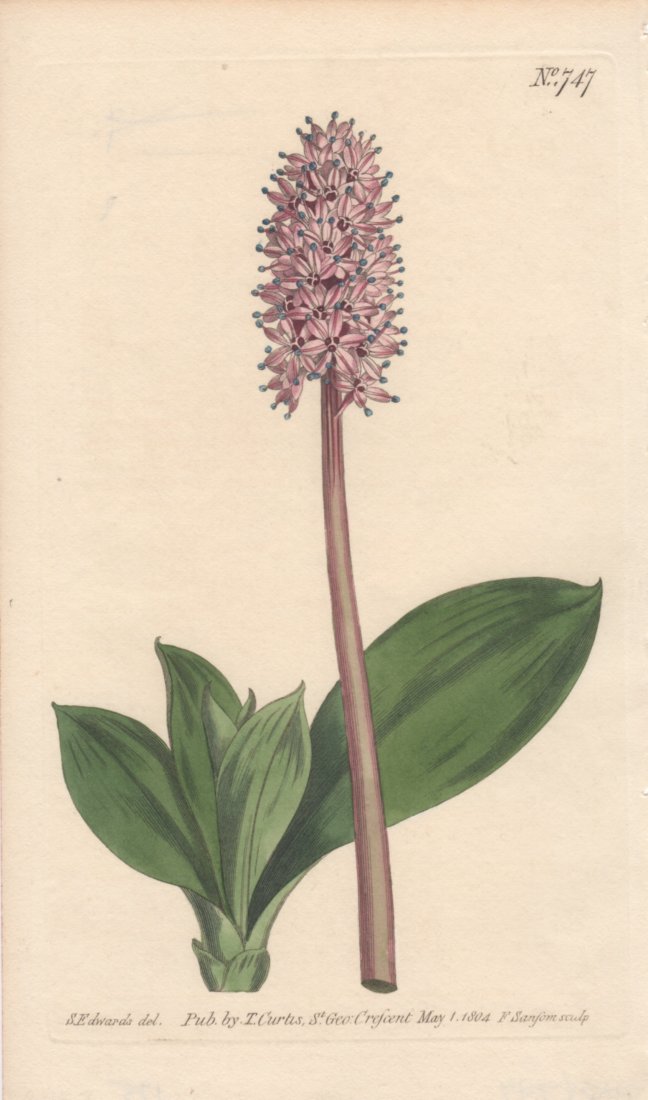 Helonia Bullata: Spear-Leaved Helonias: Print: Spear-Leaved Helonias Artist: Helonia Bullata Published by T. Curtis Dec 1, 1804 From "Botanical Magazine" Size: 5.5 x 9 inches No Reserve: This lot starts at $1 and has no reserve as a courtes