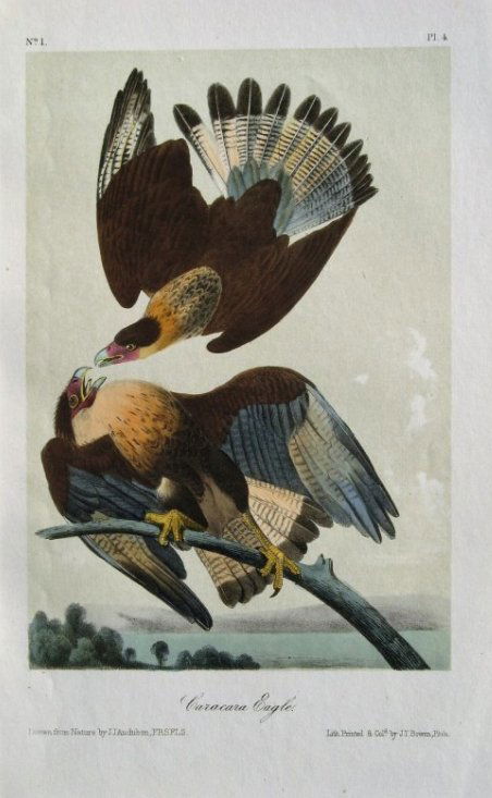 John James Audubon: Caracara Eagle (1 of 1)