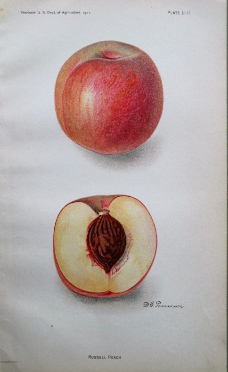 Russell Peach 1911 (1 of 1)