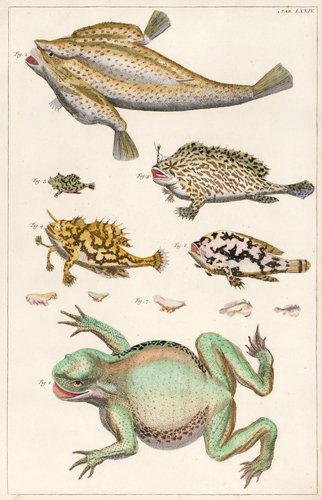 Albertus Seba: Frogfish, Brazilian Frogs (1 of 1)