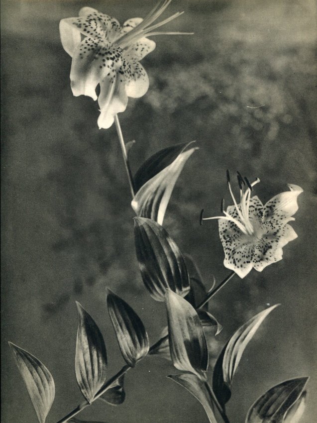 JM Auradon: Fleurs de Liliums: Print Title: Fleurs de Liliums Artist: JM Auradon Medium: Vintage Sheet-Fed Gravure Print Date:1948 Printer: Desfosses Neogravure, France Image Size: 8.5 x 11.5 inches No Reserve: This lot starts at $