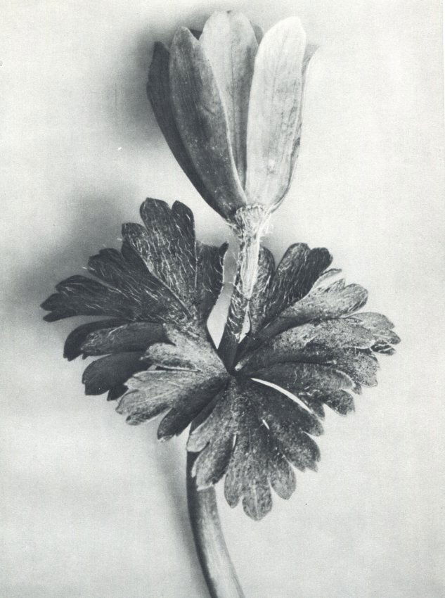 Karl Blossfeldt: Anemone Blanda (1 of 1)