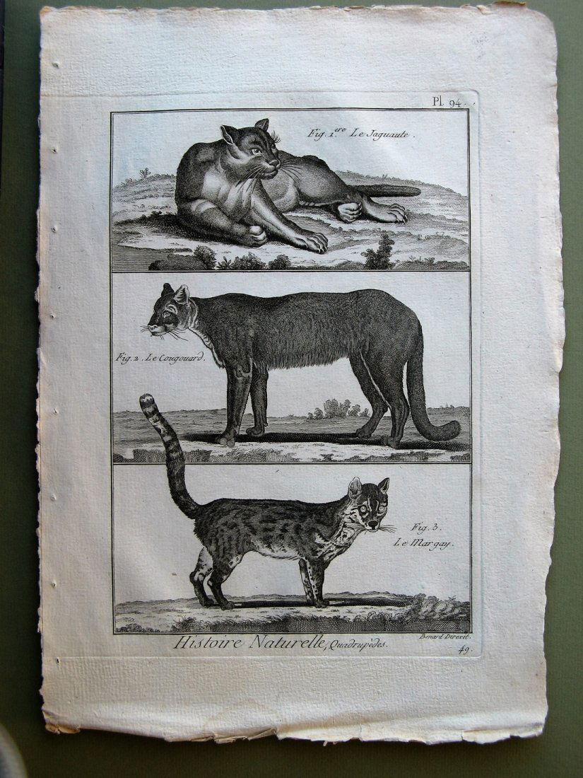 Robert Benard: Jaguar & Others, 1882 (1 of 1)