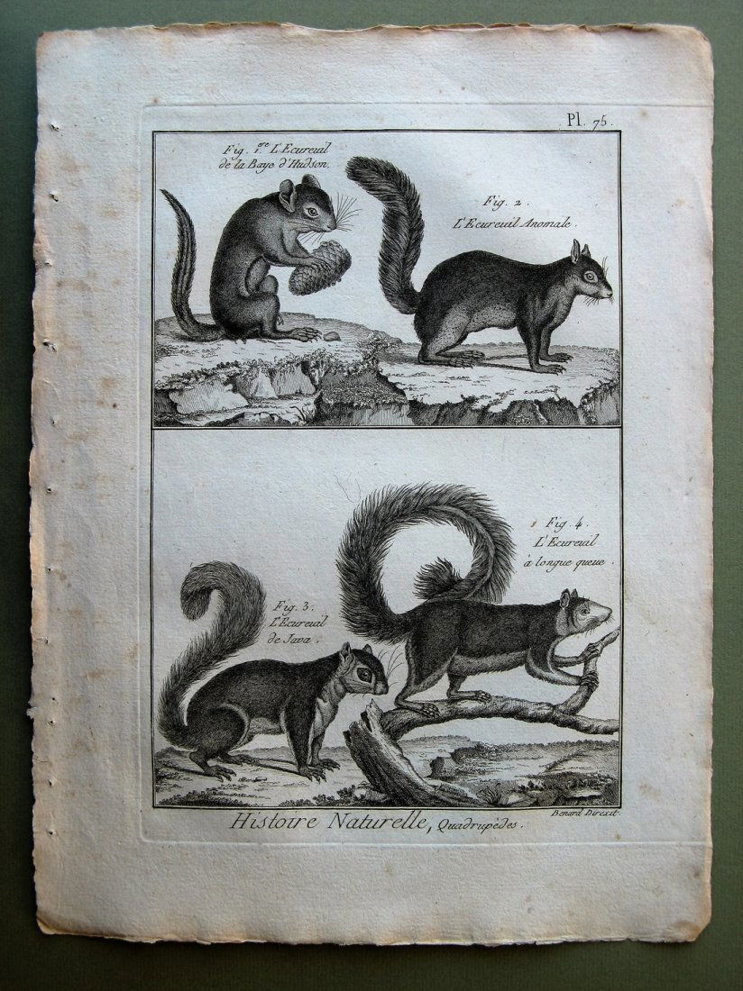 Robert Benard: Squirrels, 1882 (1 of 1)