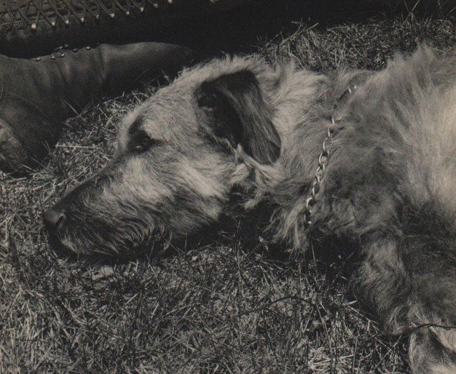 Edward Steichen: Dog: Print Title: Dog Artist: Edward Steichen Printing Date: 1931 Medium: Vintage Sheet-fed Gravure Printer: La Neogravure, France Image Size: 9 x 6 inches Edward Steichen was born in Luxembourg but is bes
