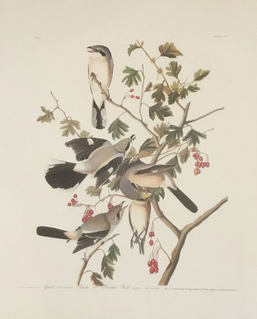 John James Audubon: Great Cinerous Shrike/Butcher Bird (1 of 1)