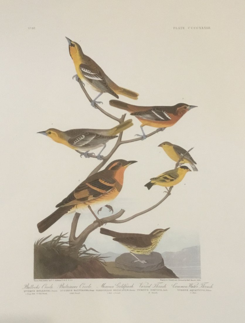 John James Audubon: Bullock's Oriole, Plate CCCCXXXIII (1 of 1)