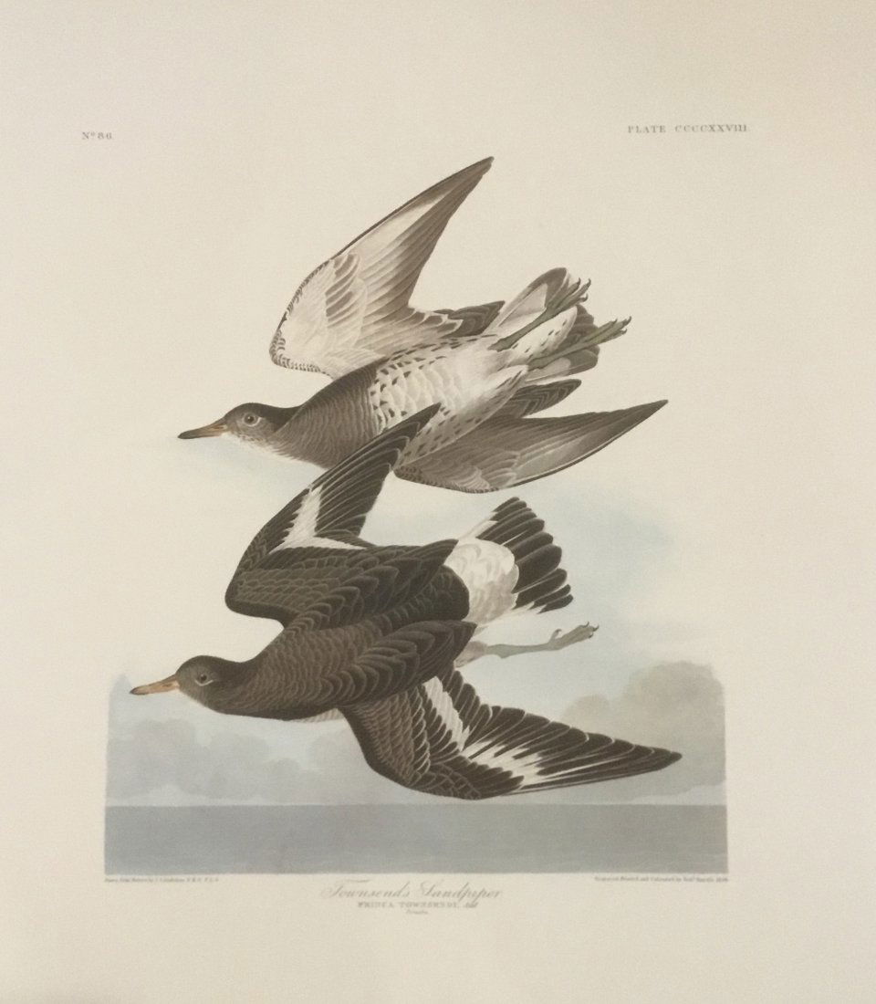 John James Audubon: Townsend's Sandpiper (1 of 1)